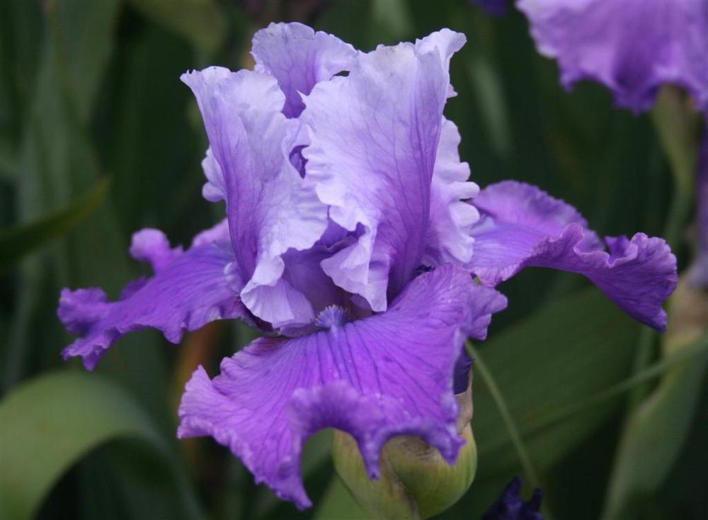 Photo of Tall Bearded Iris (Iris 'Loopty Loo') uploaded by KentPfeiffer