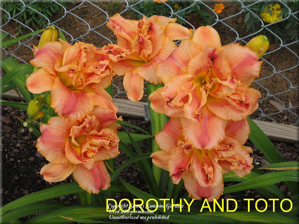 Photo of Daylily (Hemerocallis 'Dorothy and Toto') uploaded by vic