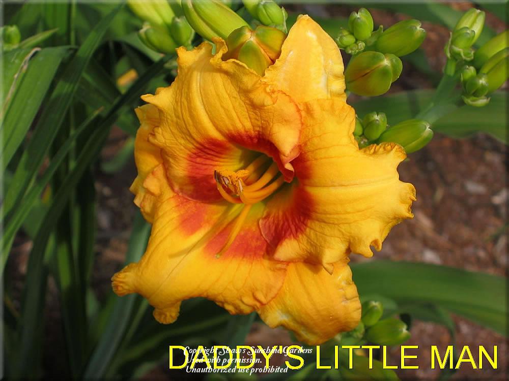 Photo of Daylily (Hemerocallis 'Daddy's Little Man') uploaded by vic