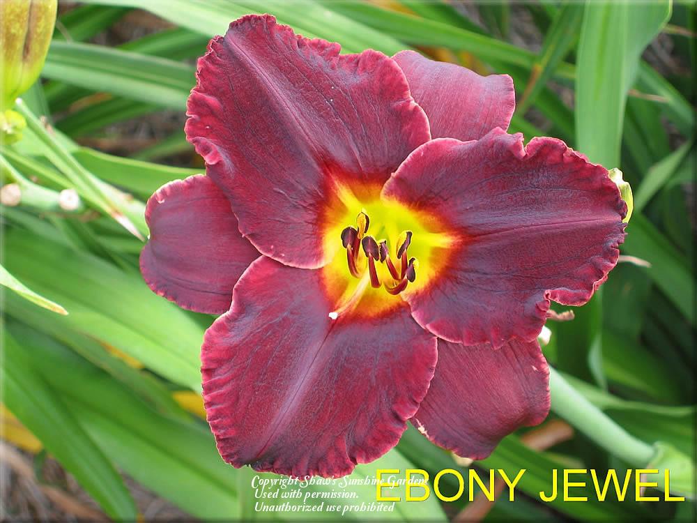 Photo of Daylily (Hemerocallis 'Ebony Jewel') uploaded by vic