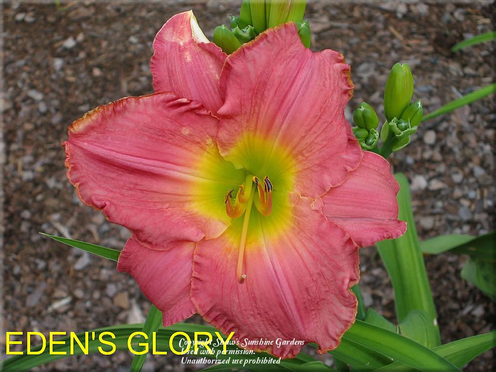Photo of Daylily (Hemerocallis 'Eden's Glory') uploaded by vic