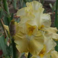 Location: My garden in Bakersfield, CA
Date: 2012-12-06 
December bloom
