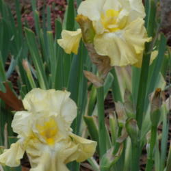 Location: My garden in Bakersfield, CA
Date: 2012-12-06 
December blooms!