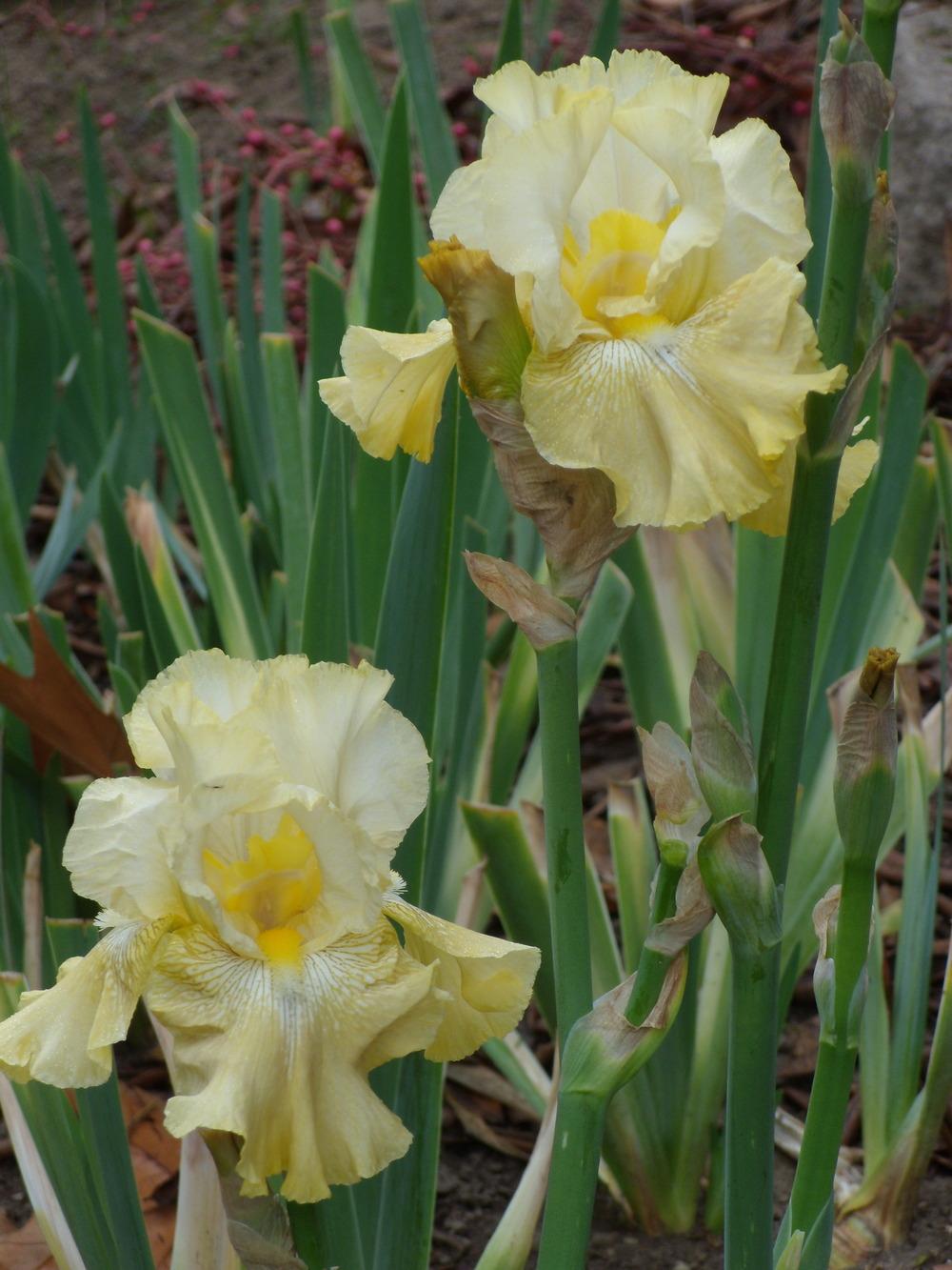 Photo of Tall Bearded Iris (Iris 'Again and Again') uploaded by Betja