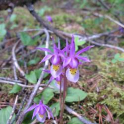 Location: Montane elevation, Banff N.P., where this species grows in great density in some areas.
Date: 2010-06-21 