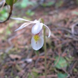 Location: Montane elevation forest edge, Banff N.P.; naturally-occurring white form.
Date: 2010-06-21 