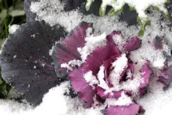 Thumb of 2012-12-08/Cottage_Rose/7d3253