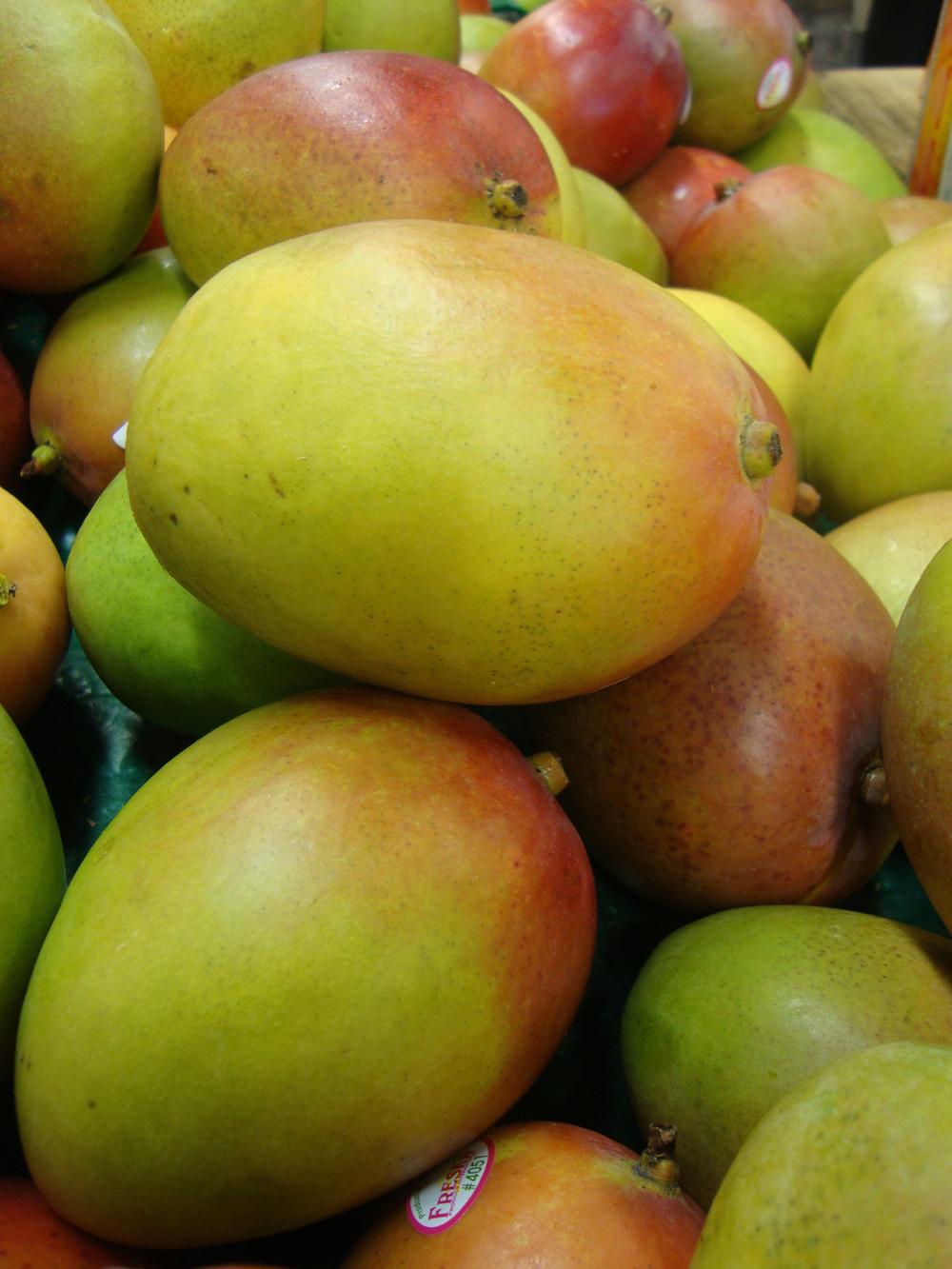 Photo of Common Mango (Mangifera indica) uploaded by Paul2032