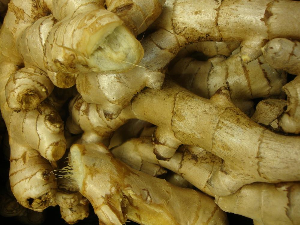 Photo of Common Ginger (Zingiber officinale) uploaded by Paul2032