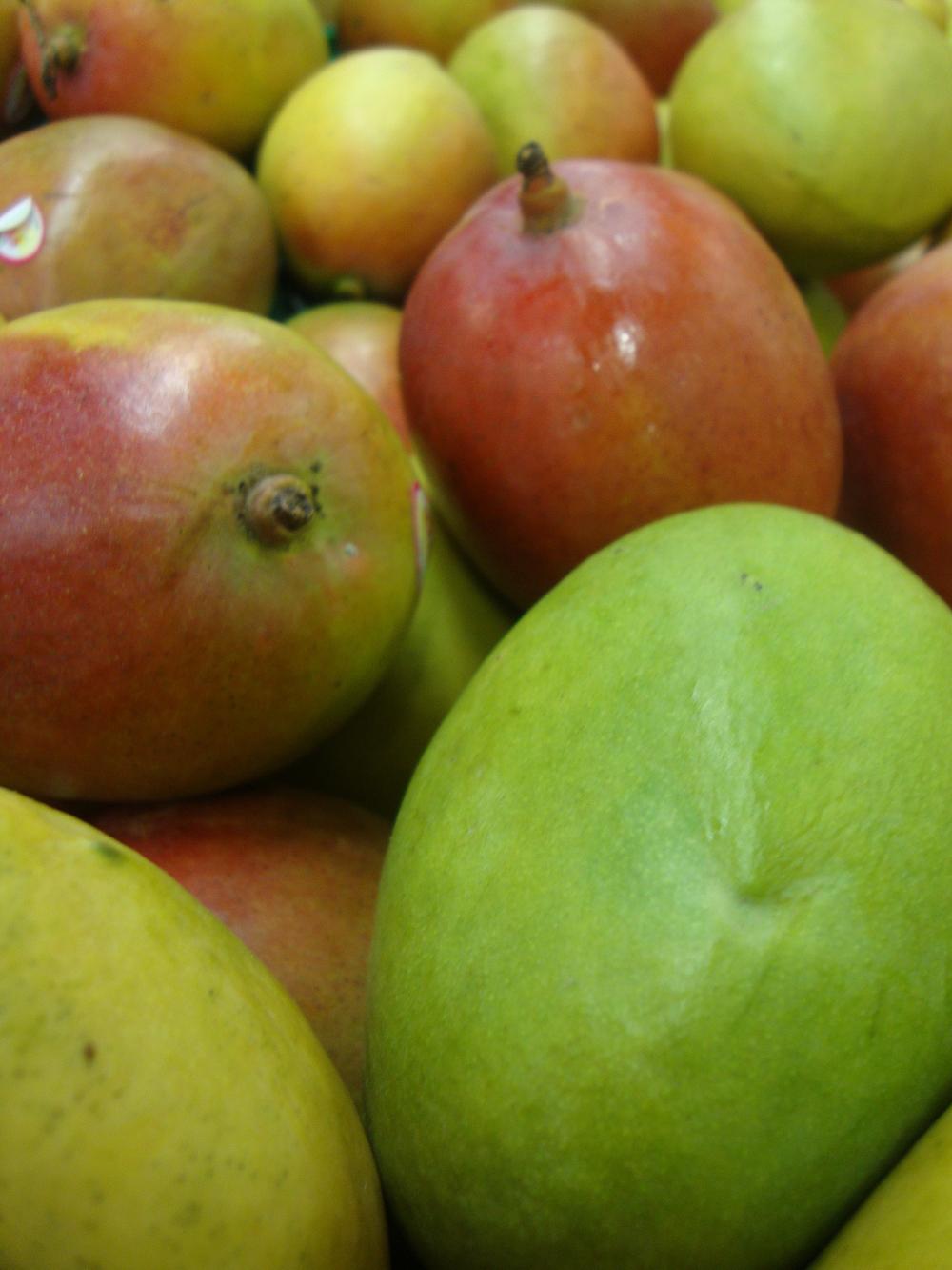 Photo of Common Mango (Mangifera indica) uploaded by Paul2032