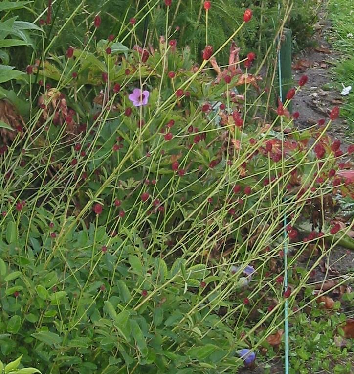 Photo of Greater Burnet (Sanguisorba officinalis 'Tanna') uploaded by Thalictrum