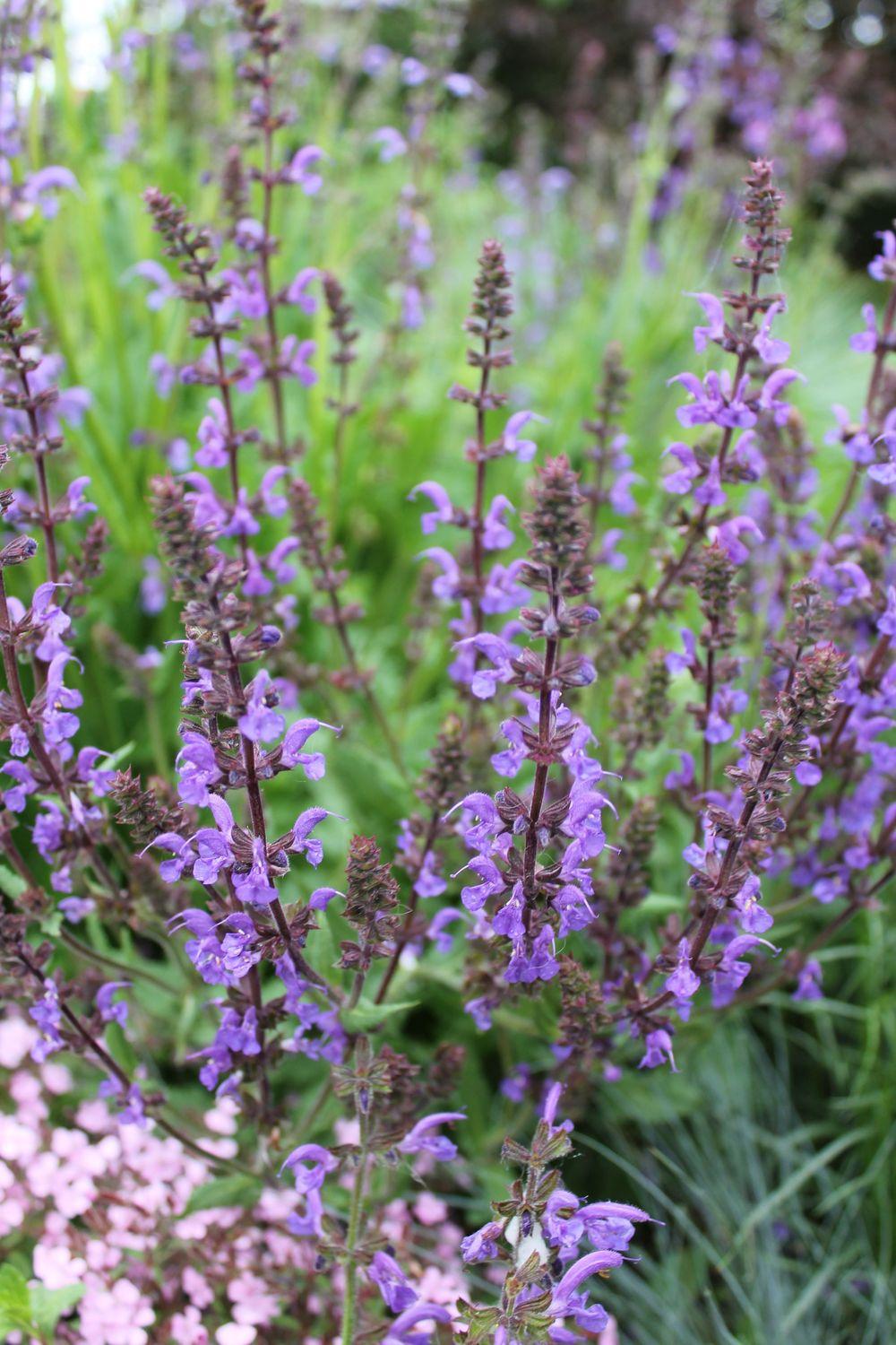 Photo of Meadow Sage (Salvia pratensis) uploaded by growitall