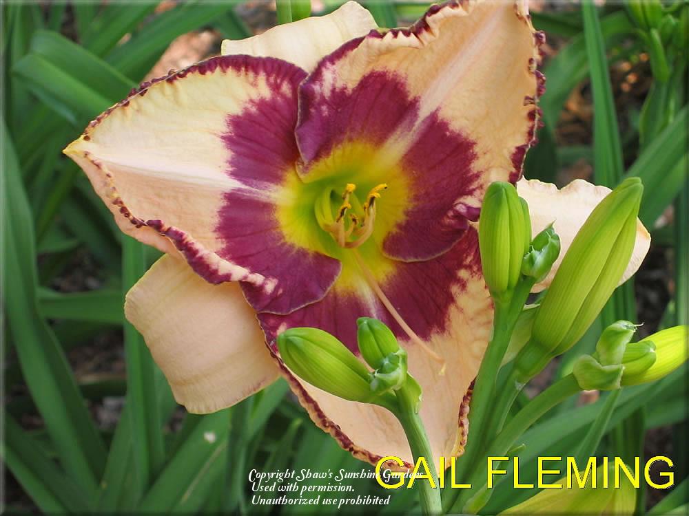 Photo of Daylily (Hemerocallis 'Gail Fleming') uploaded by vic
