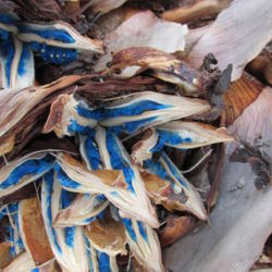 Location: Southwest Florida
Date: December 2012
closeup of the startlingly blue seeds inside the open seedpods