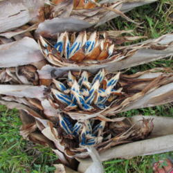 Location: Southwest Florida
Date: December 2012
Open seedpods inside the dried up bloom