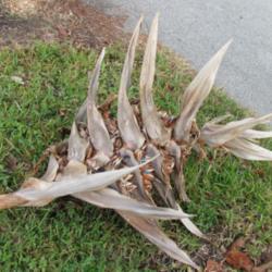 Location: Southwest Florida
Date: December 2012
the dried up bloom, containing the seedpods