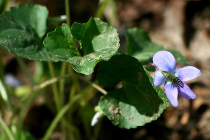 Photo of Common Blue Violet (Viola sororia) uploaded by flaflwrgrl