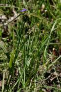 Photo of Spiderwort (Tradescantia ohiensis) uploaded by flaflwrgrl