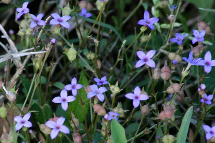 Photo of Southern bluet (Houstonia micrantha) uploaded by flaflwrgrl