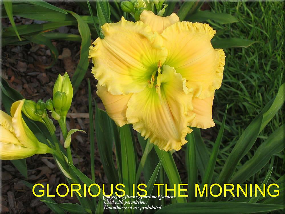 Photo of Daylily (Hemerocallis 'Glorious is the Morning') uploaded by vic