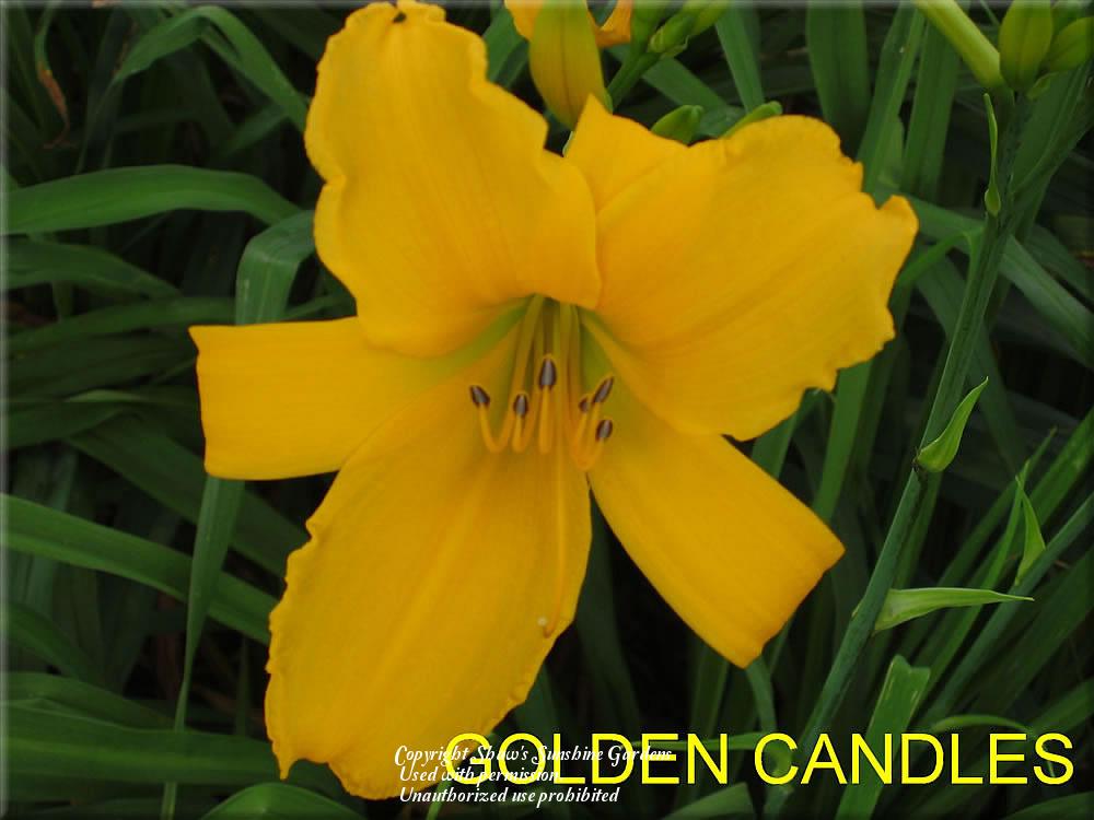 Photo of Daylily (Hemerocallis 'Golden Candles') uploaded by vic