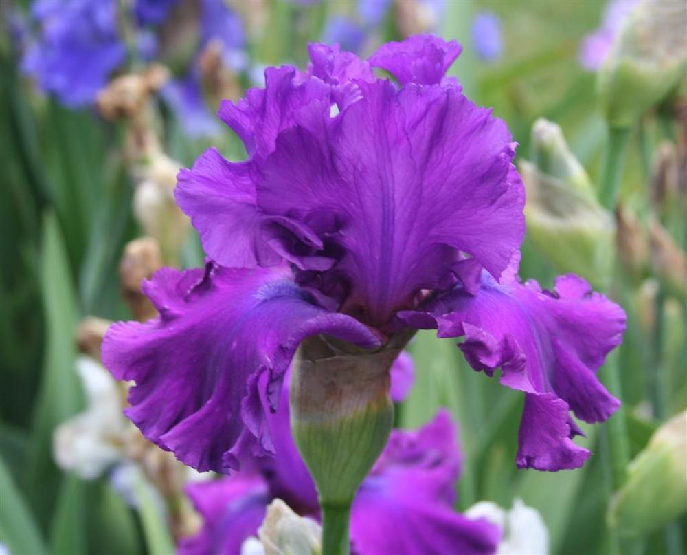 Photo of Tall Bearded Iris (Iris 'Majestic Ruler') uploaded by KentPfeiffer