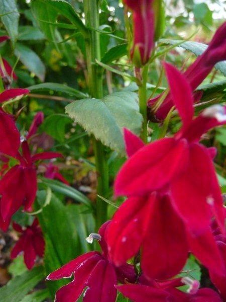 Photo of Hybrid Cardinal Flower (Lobelia x speciosa Fan® Burgundy) uploaded by Thalictrum