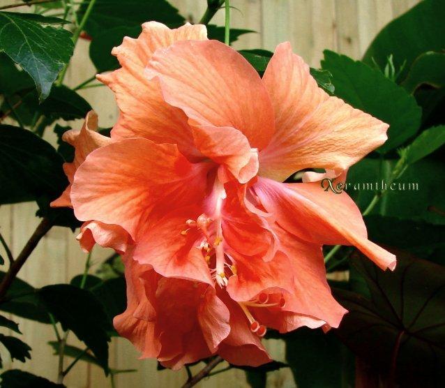 Photo of Tropical Hibiscus (Hibiscus rosa-sinensis 'Double Orange') uploaded by Xeramtheum
