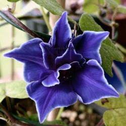 Location: Summeville, SC
Double Blue Picotee Mutant flower