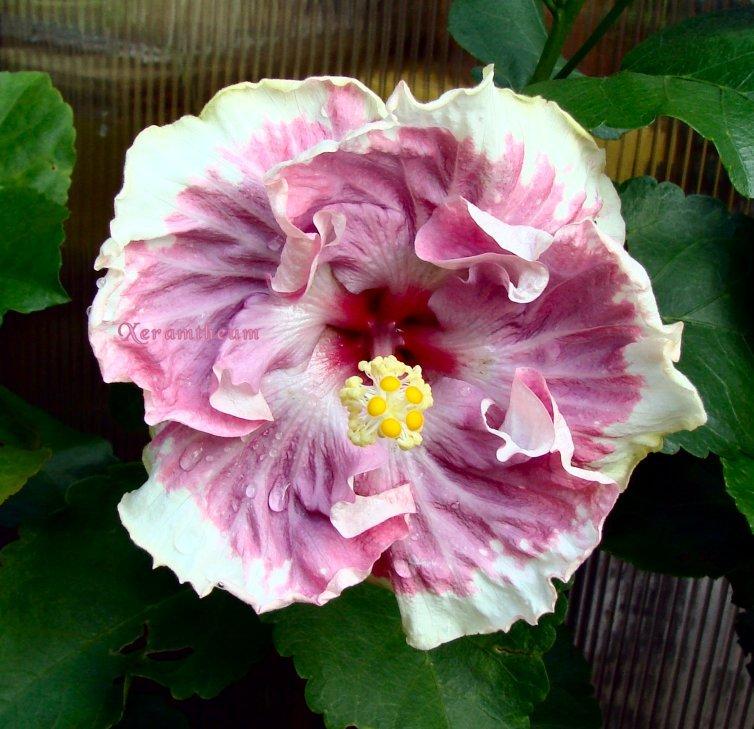 Photo of Tropical Hibiscus (Hibiscus rosa-sinensis 'C'est Bon') uploaded by Xeramtheum