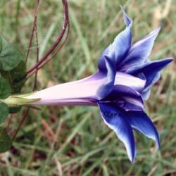 Location: Summeville, SC
Double Blue Picotee Mutant flower