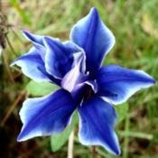 Double Blue Picotee Mutant flower