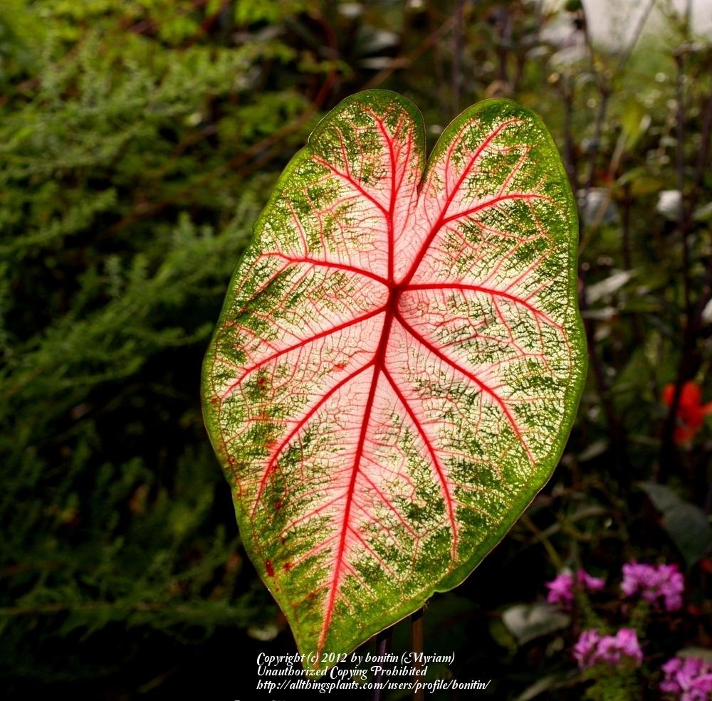 Photo of Fancy-Leafed Caladium (Caladium bicolor) uploaded by bonitin