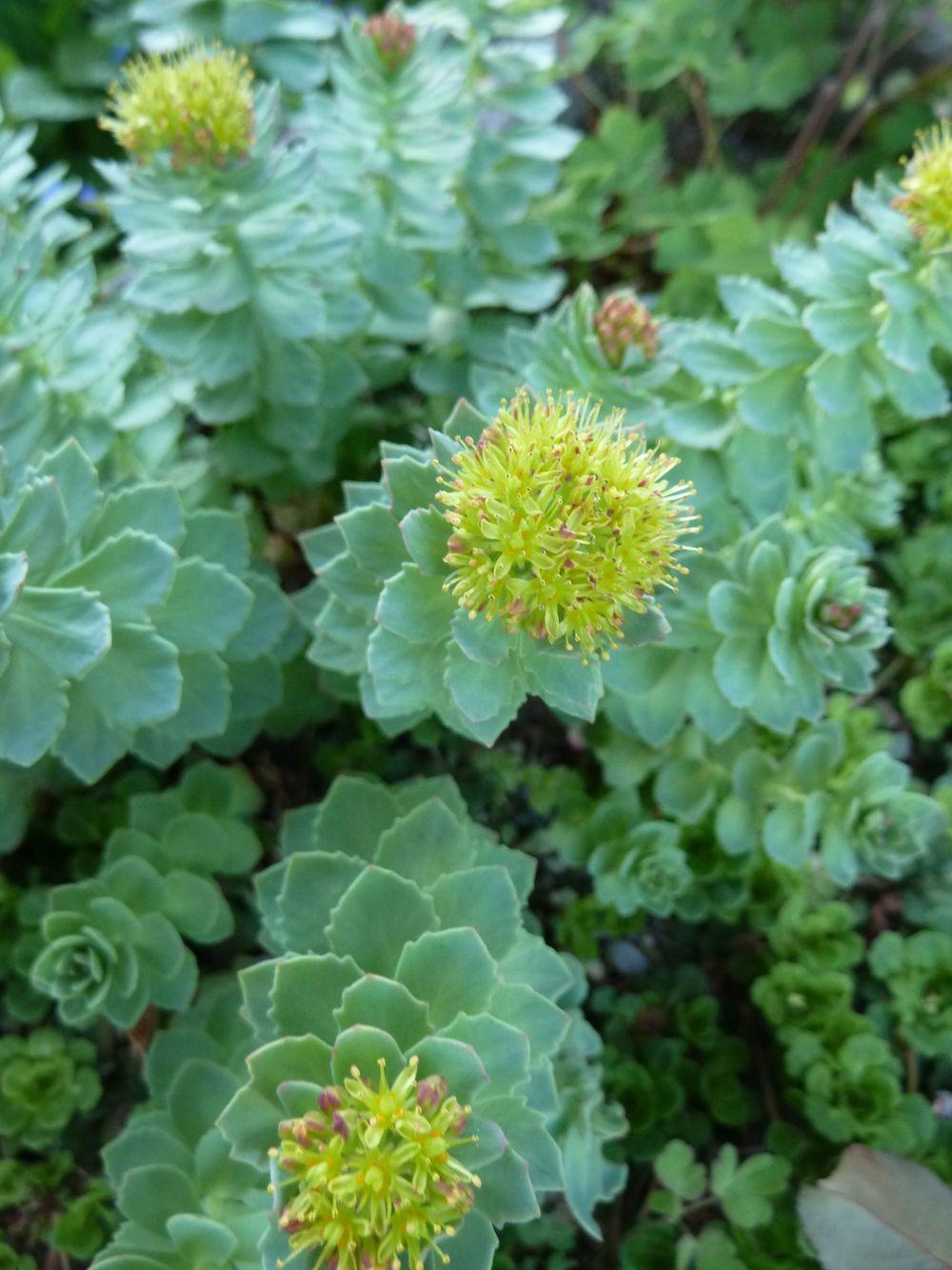 Photo of Rosewort (Rhodiola rosea) uploaded by growitall