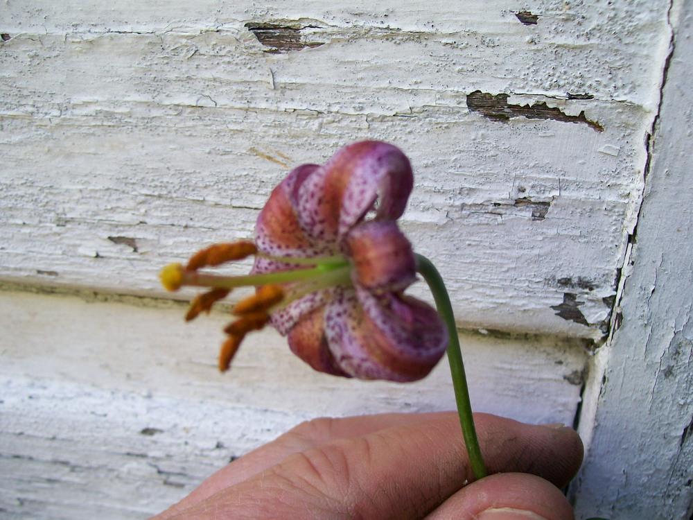 Photo of Lily (Lilium kelloggii) uploaded by gwhizz