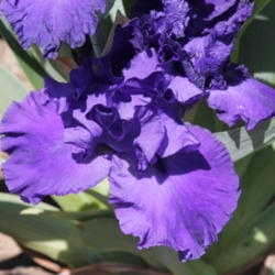 Location: Napa Iris gardens
Date: 2012-04-28