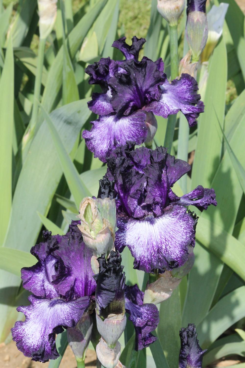 Photo of Tall Bearded Iris (Iris 'Wedding Night') uploaded by ARUBA1334