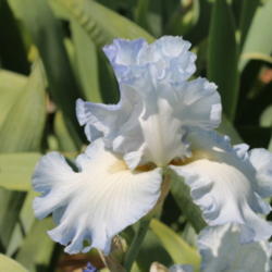 Location: Napa Iris gardens
Date: 2012-04-28