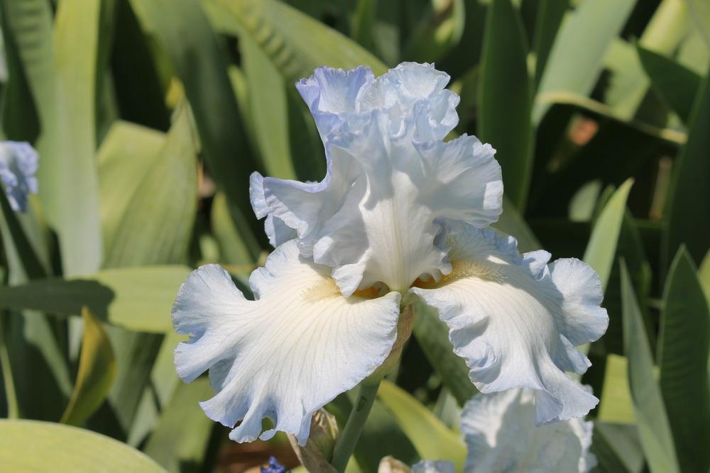 Photo of Tall Bearded Iris (Iris 'Stan Coates') uploaded by ARUBA1334