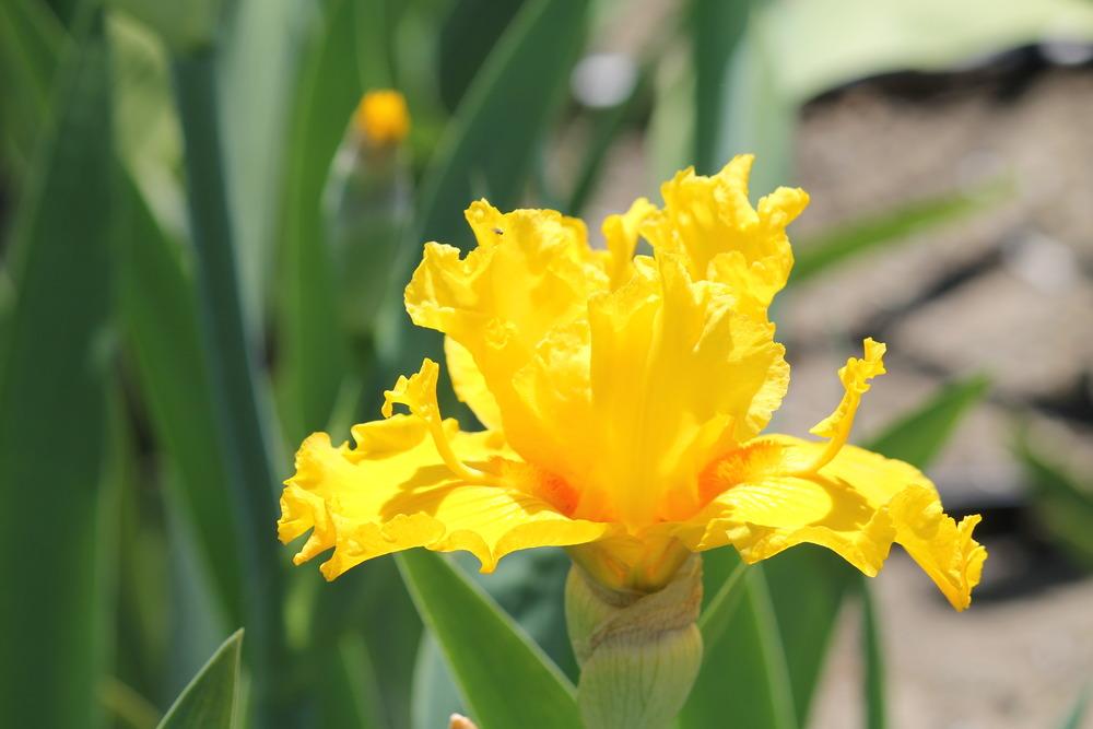 Photo of Tall Bearded Iris (Iris 'Glitter Gulch') uploaded by ARUBA1334