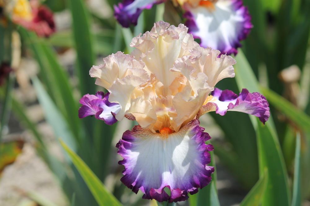 Photo of Tall Bearded Iris (Iris 'Brouhaha') uploaded by ARUBA1334