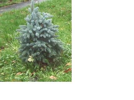 Photo of Colorado Blue Spruce (Picea pungens) uploaded by a2b1c3