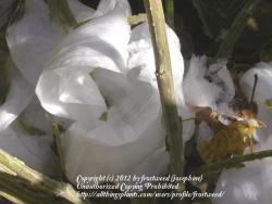 Thumb of 2012-12-12/frostweed/33a0c5