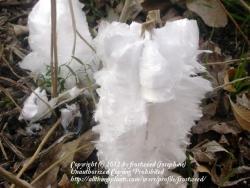 Thumb of 2012-12-12/frostweed/81452d