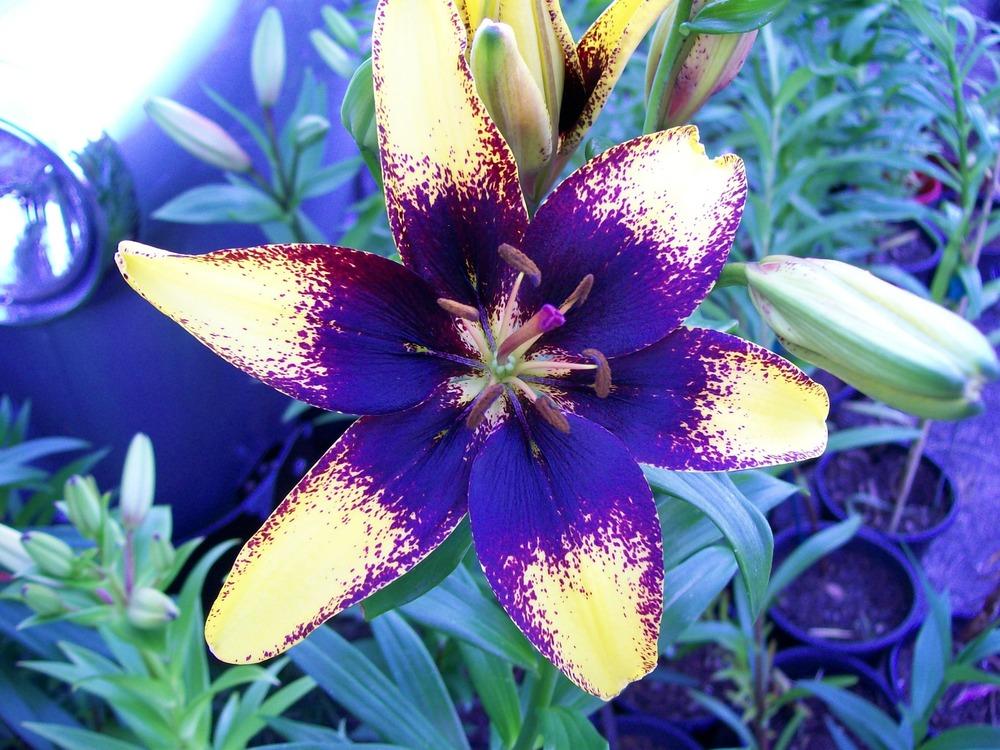 Photo of Lily (Lilium 'Graffity') uploaded by gwhizz