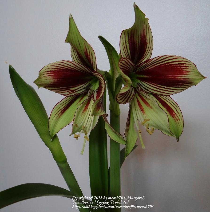 Photo of Butterfly Amaryllis (Hippeastrum papilio) uploaded by mcash70
