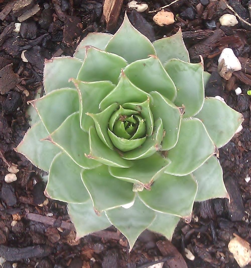 Photo of Hen and Chicks (Sempervivum 'Emerson's Giant') uploaded by gg5