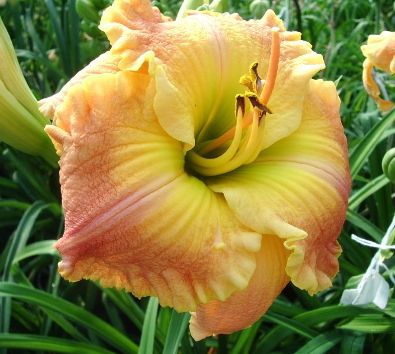 Photo of Daylily (Hemerocallis 'Frequent Comment') uploaded by janicewood549