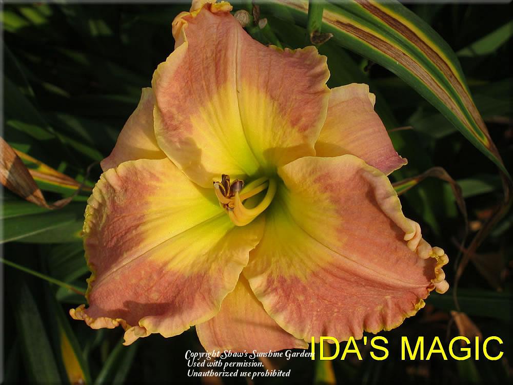 Photo of Daylily (Hemerocallis 'Ida's Magic') uploaded by vic