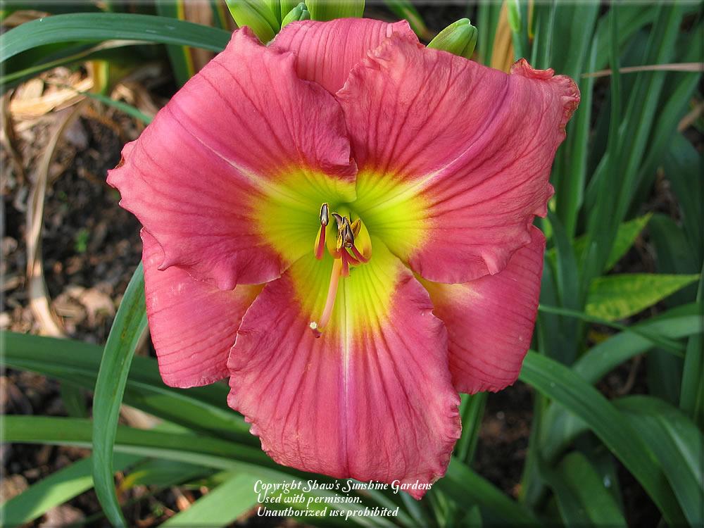 Photo of Daylily (Hemerocallis 'In the Heart of It All') uploaded by vic